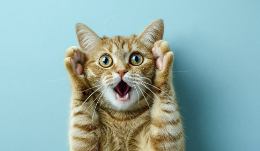 A cat looking surprised